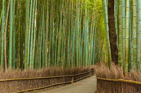 竹子花园旅游绿色旅行奏鸣曲图片