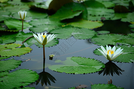 白水百合水面绿色荷花叶子场景白色花园水生植物植物池塘图片