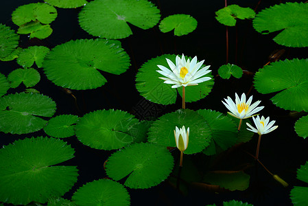 白水百合植物水生植物叶子场景绿色荷花花瓣池塘水面白色图片