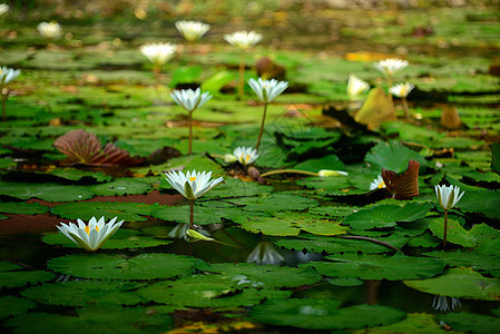白水百合叶子池塘白色绿色水面花园花瓣植物荷花场景图片