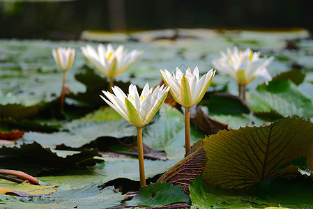 白水百合绿色水生植物植物花园池塘花瓣荷花场景叶子白色图片