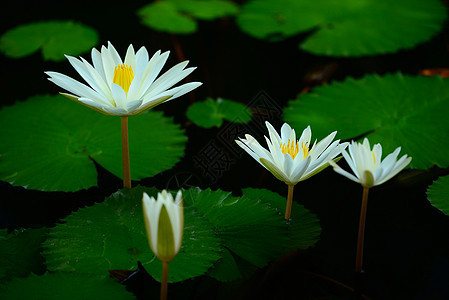 白水百合花园植物花瓣池塘绿色荷花白色叶子水面水生植物图片