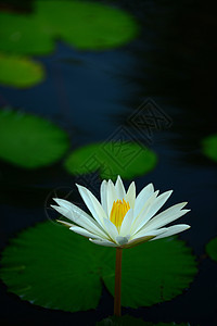 白水百合花园水生植物绿色白色池塘植物叶子花瓣水面场景图片