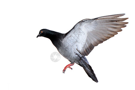 白上孤立的飞鸽鸟群羽毛精神宠物飞行野外动物翅膀行动动物天空图片