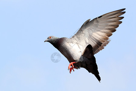 飞鸽翅膀符号天空自由巢鸟羽毛精神鸟群象征动物图片