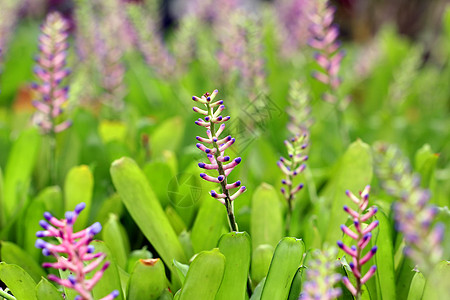 粉色蓝色Aechmea或布罗梅里亚花朵花园植物农业生活草本植物植物学场地花束叶子草地背景