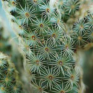 特写美丽的仙人掌草本植物生长植物花束热带花园沙漠场地快乐生活图片