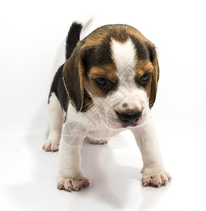 白色背景的比格尔犬衣领猎犬朋友哺乳动物动物宠物小狗眼睛耳朵犬类图片