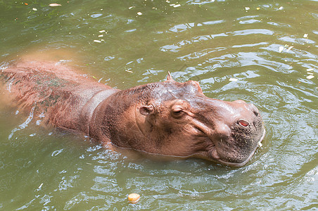 游泳池里的河马水陆野生动物池塘游泳动物身体舌头公园哺乳动物眼睛图片