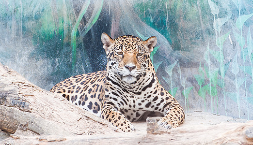 猎豹之星爪子野生动物猫科岩石摄影动物园说谎大猫濒危毛皮图片