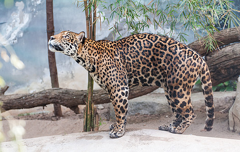 猎豹之星濒危猫科动物晶须岩石物种大猫动物园危险哺乳动物图片