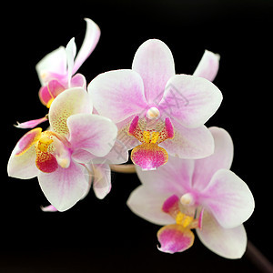 特写美丽的兰花花园草本植物花束生活植物学草地绿色生长农业热带图片