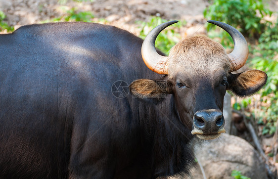 泰国动物园的Bison荒野肌肉野牛丛林水牛动物园奶牛生物乌合之众森林图片