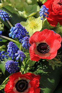 红色和蓝色的春花花朵植物群花瓣绿色花束海葵图片