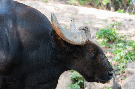 泰国动物园的Bison生物奶牛公园动物园动物群野牛野生动物水牛热带雨林图片