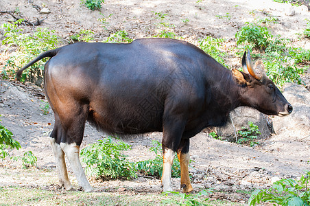 泰国动物园的Bison荒野地面肌肉团体哺乳动物丛林野牛公园水牛生物图片