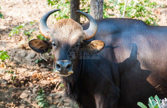 泰国动物园的Bison动物园热带肌肉雨林奶牛野牛团体森林乌合之众公园图片