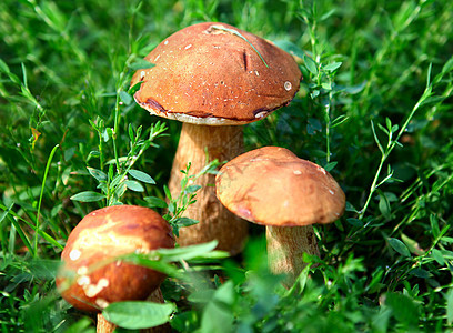 草丛中的蘑菇收藏食物棕色场景蔬菜生长森林伞菌宏观阳光图片