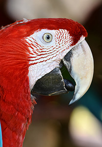 红金刚鹦鹉蓝色羽毛红色荒野宠物热带环境图片