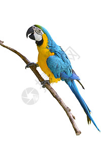 蓝色和黄色金刚鹦鹉鹦鹉动物野生动物鸟舍金子活力热带宠物白色羽毛图片