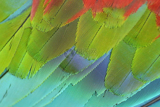 紧紧的红红色金刚鹦鹉翅膀鹦鹉荒野羽毛野生动物黄色金子情调异国鸟类动物图片