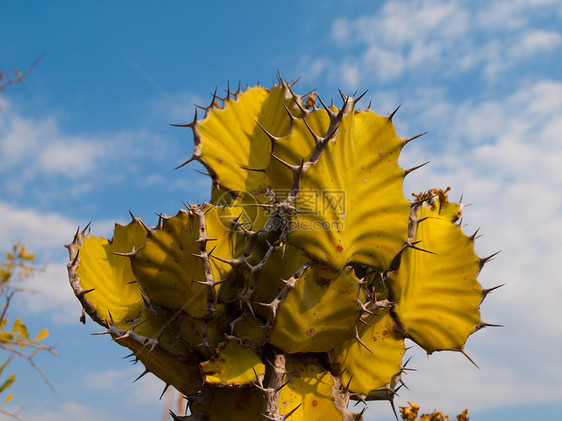 Cactus 细节植物群绿色天空植物学尖刺植物多刺宏观沙漠脊柱图片