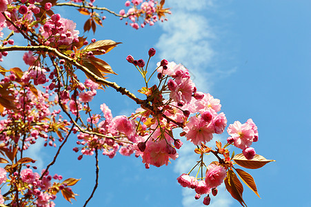 粉红花朵粉色季节性叶子蓝天季节图片