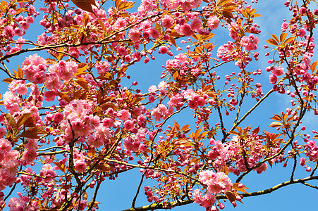 粉红花朵粉色季节性季节叶子蓝天树木图片