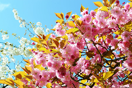 春花闪耀季节季节性叶子白色树木粉色蓝天花朵图片