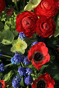 红色和蓝色的春花花瓣植物群海葵花束花朵绿色图片