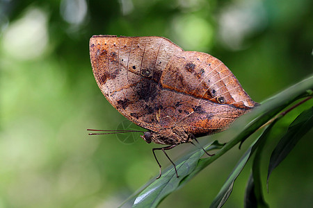 美丽的蝴蝶动物太阳阳光野外动物天空森林昆虫飞行漏洞翅膀图片