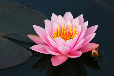 美丽的鲜花莲花植物热带花园池塘植物学叶子快乐场地草地生活图片