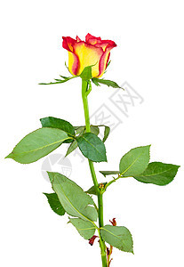 白色背景的红黄玫瑰花图片