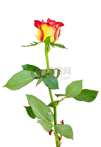 白色背景的红黄玫瑰花图片