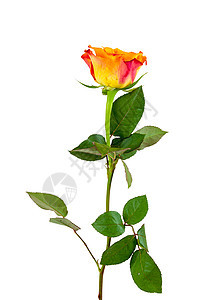 白色背景的橙玫瑰花图片