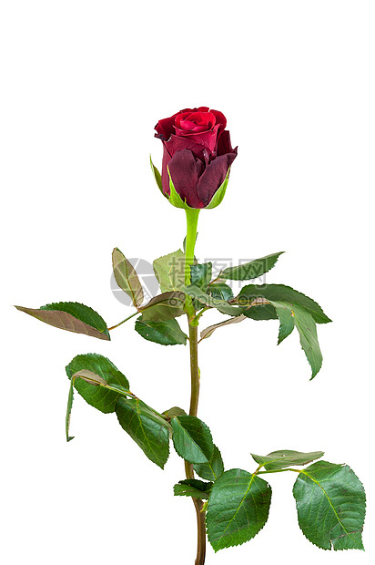 白色背景的红玫瑰花黄色叶子绿色植物红色香气花园花瓣季节礼物图片