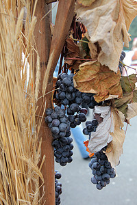 有叶子的蓝葡萄集群植物季节性生长酒厂藤蔓收成食物浆果白色栽培图片