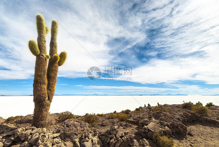 乌尤尼萨勒的仙人掌孤独干旱冒险沙漠高原盐滩植物荒野海拔旅游图片