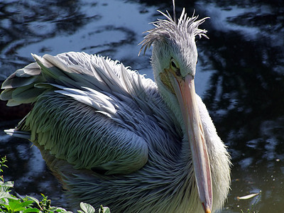 Pelikan 平方形生活荒野热带羽毛翅膀旅行野生动物鸟类眼睛脖子图片