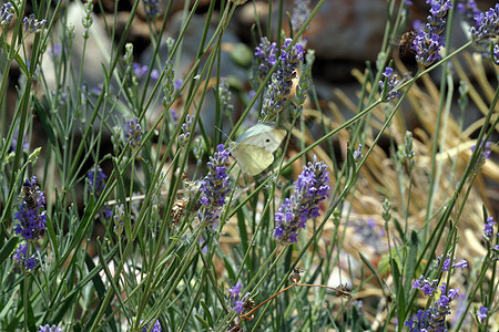 白蝴蝶食用蓝花绿色动物蓝色花园昆虫飞行白色鳞翅目紫色翅膀图片