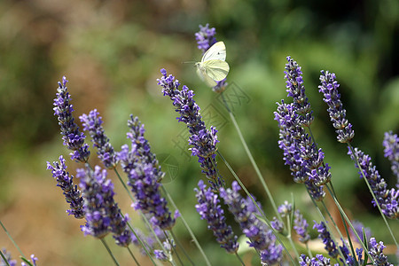 白蝴蝶食用蓝花鳞翅目花园翅膀紫色动物蓝色飞行绿色白色昆虫背景图片