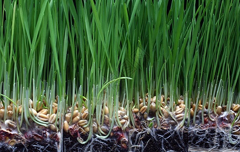 增长小麦叶子培育工作室土壤棕榈商业植物发育绿色生长图片