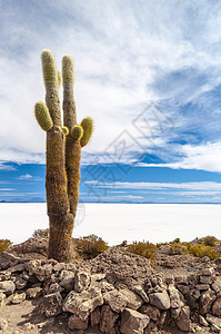 乌尤尼萨勒的仙人掌海拔高原旅游植物孤独沙漠盐滩荒野冒险旅行图片