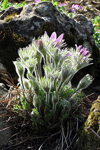 豆香花花宏观紫色植物绿色保护花瓣叶子草地蓝色荒野图片