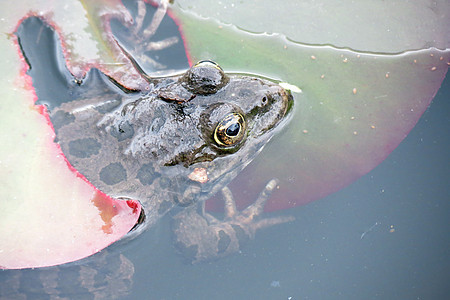 水中的青蛙动物环境眼睛叶子热带宏观绿色雨林蟾蜍野生动物图片