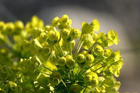 鲜花白色季节性植物橙子植物群花园公园蓝色美丽黄色图片