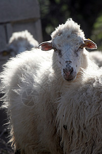 羊婴儿羊毛环境农村生态家畜羊肉动物草地土地图片