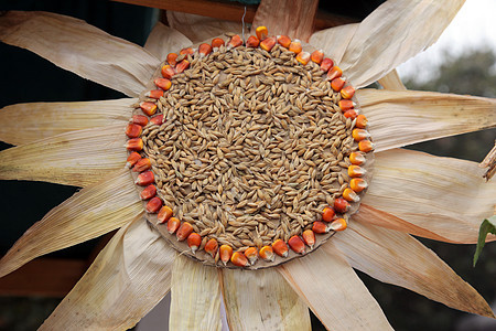 由玉米制成的花朵粮食植物太阳花园金子农业收获活力展示燃料图片