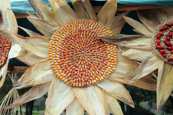 由玉米制成的花朵小麦花园燃料收成展示食物季节收获植物太阳图片