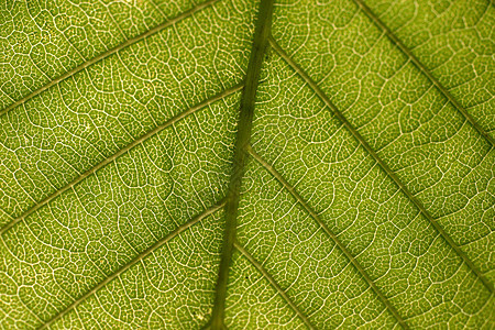 叶子植物生物学生态液体生长季节植物学静脉植物群环境图片